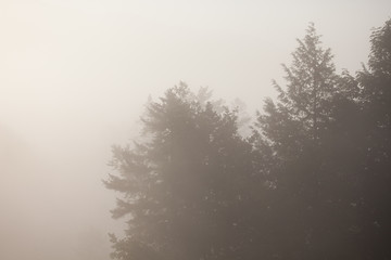 Landscape misty morning fog in the trees background