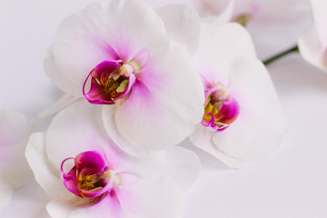Fototapeta na wymiar Beautiful white flowers of Phalaenopsis orchids on a pastel pink background. Tropical flower, Orchid branch close-up. Floral background with space for text and design. Flat lay, selective focus.