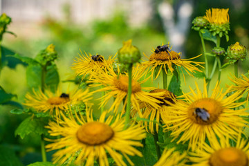 Beautiful, yellow flowers of dandelions that pollinate bees.