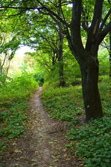 Beautiful natural background with an unusual landscape and forest beauty near the Samara River. Green hills, trees, shrubs with bright sky in the Shevchenko housing estate, Dnipro city, Ukraine.