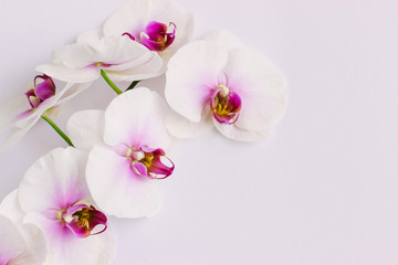 Beautiful white flowers of Phalaenopsis orchids on a pastel pink background. Tropical flower, Orchid branch close-up. Floral background with space for text and design. Flat lay, selective focus.