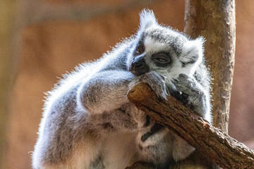 lemur © Melanie