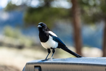 Curious bird