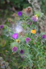 Very unusual flowers and inflorescences of the common thistle with seeds and airy white caps in nature, cirsium vulgare, the spear thistle, bull thistle, common thistle.