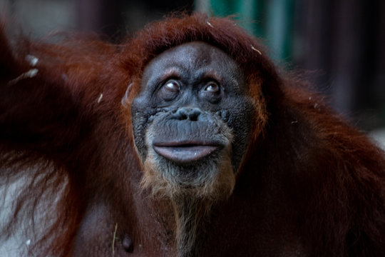 Beautiful female orangutan ( Bornean orangutan ) from the family Pongo