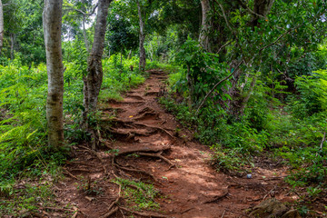Path through the rainforest of Lokobe nature strict reserve in Madagascar, Nosy Be, Africa