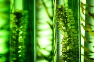 Photobioreactor in Algae fuel biofuel industry, sustainable energy concept
