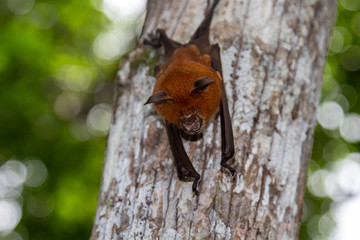 Sleeping bat hanging on a tree in Lokobe nature strict reserve in Madagascar, Nosy Be, Africa