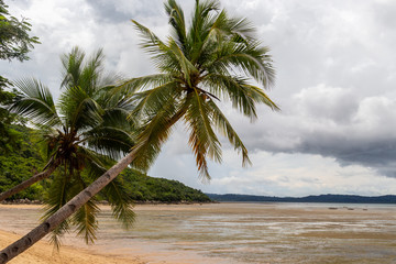 Beach with palm trees at ebb on Nosy Be island in Madagascar, Nosy Be, Africa