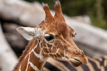 Portrait of a giraffe