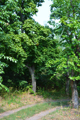 Beautiful natural background with an unusual landscape and forest beauty near the Samara River. Green hills, trees, shrubs with bright sky in the Shevchenko housing estate, Dnipro city, Ukraine.