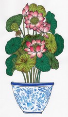 Hand coloured drawing illustration lotuses in blue and white ceramic pot