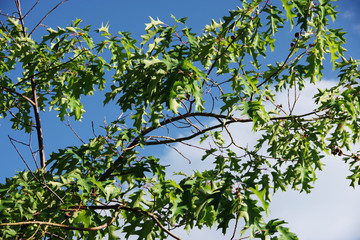 A branch of a young oak tree in the high sierra under blue sky with a white cloud