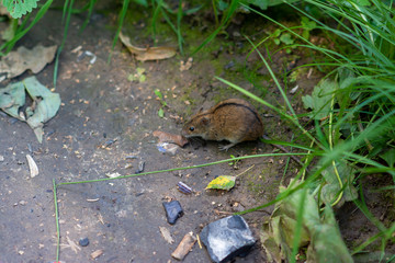 Field mouse with a stripe on the back in the park