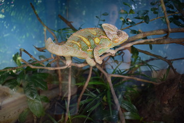chameleon on a branch