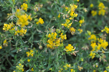 Alfalfa bloom yellow (Medicago falcata)
