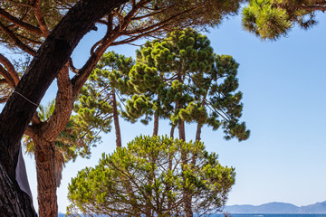umbrella pines on the beach in Corsica
