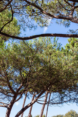 umbrella pines on the beach in Corsica