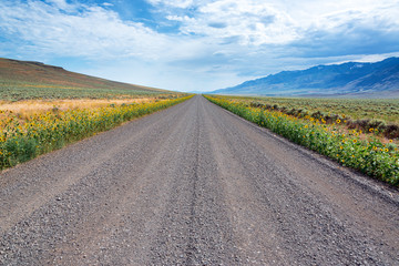 Gravel Road, Wildflowers, and Steens