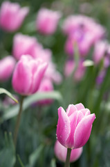 Pink and White Tulips in a Garden