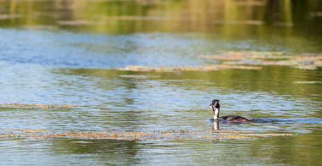 Grébe huppé avec poisson dans le bec 