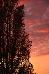 Beautiful vibrant sunset sky and tree silhouettes