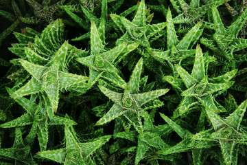 Aloe juvenna, Tiger-tooth Aloe Plant Foliage Leaves Natural Texture Background
