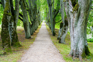 tree alley in summer with a gravel path, park road perspective with tree rows