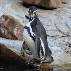 Kissing penguin