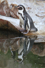 Naklejka premium penguin on rock with waterreflection