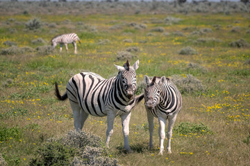 Fototapeta premium Mother zebra and foal surrounded by yellow wildflowers. Image taken in Etosha National Park, Namibia.