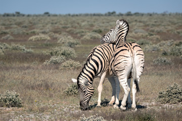 Obraz na płótnie Canvas Mother zebra and foal. Image taken in Etosha National Park, Namibia.