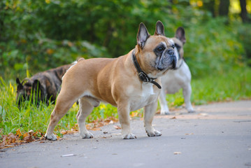  French bulldog on a walk