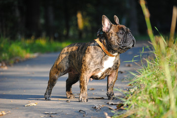  French bulldog on a walk