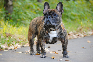  French bulldog on a walk