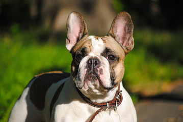 portrait of a french bulldog