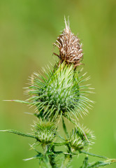 Cirsium vulgare (also known as spear thistle, bull thistle, or common thistle)