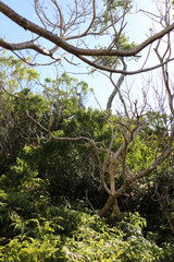 Thick tropical Foliage