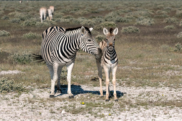 Fototapeta na wymiar Mother zebra and foal. Image taken in Etosha National Park, Namibia.