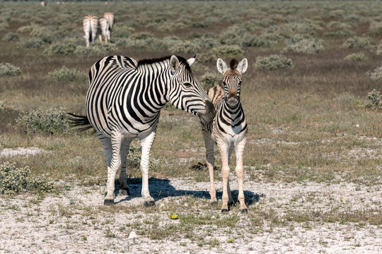 Mother zebra and foal.  Image taken in Etosha National Park, Namibia.
