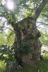 Limonadenbaum Pippi Langstrumpf