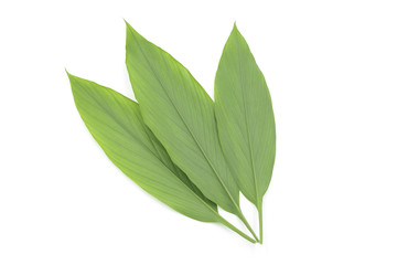 2 large fresh ginger leaves closeup on white background