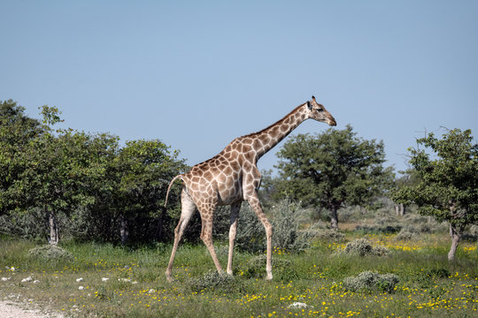 Giraffe walking through an open area with brush and small trees in the background.  Yellow wildflowers cover the ground.  Image taken in Etosha National Park, Namibia.