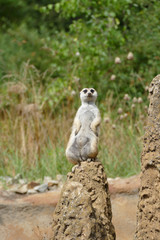 Fototapeta premium nice brown wild meerkat