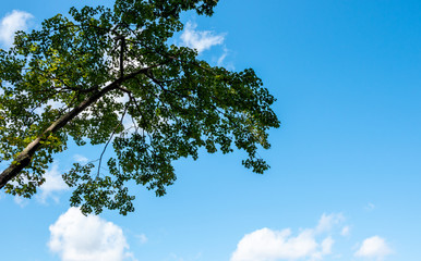 green tree and a beatiful blue sky