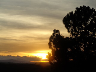 atardecer detras del arbol
