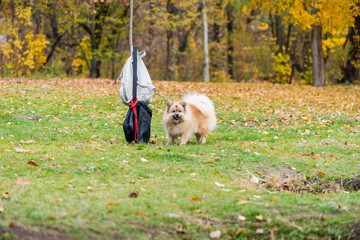 Dog sticking his head into backpack outdoors.