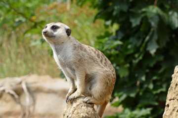 nice brown wild meerkat