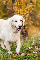 Portrait of dog with foliage bokeh background.