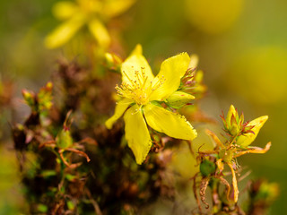 Hypericum flowers (Hypericum perforatum or St John's wort) on the meadow , selective focus on some flowers